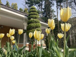 レイズド花壇のチューリップ