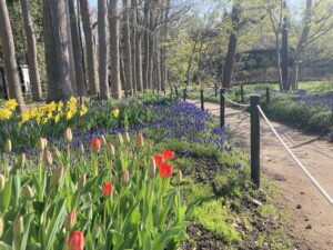 ムスカリの小径