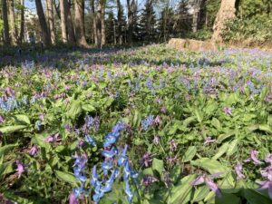 カタクリまだ見られます（5月1日変更あり）