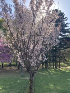 ケイオウザクラ