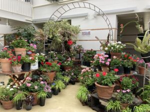 ゼラニウム 展示のようす