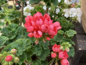 ゼラニウム　レッドパンドラ