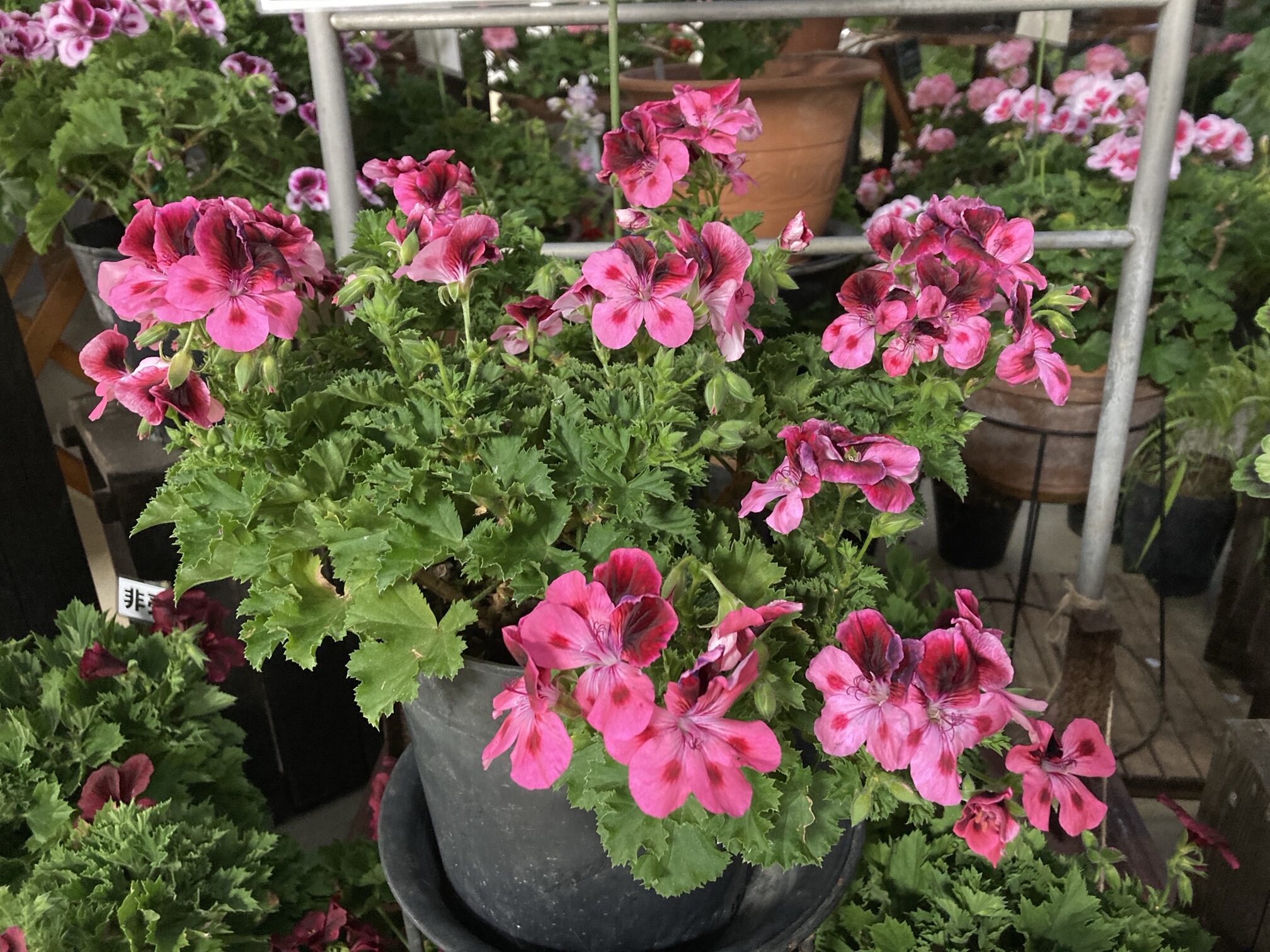 ゼラニウム展」5月1日から | 豊平公園 - 札幌市公園緑化協会