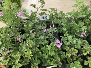 センテッドゼラニウム