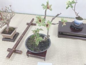 ウコンザクラの盆栽