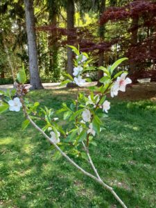 桜に似た色と形の花が細い枝について咲いている