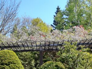 高くなった場所に棚がありその上に紫の花が咲き始めたフジが見える。