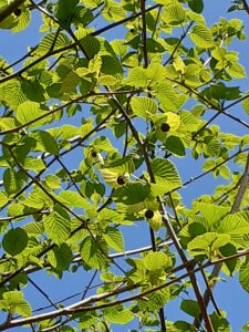 ハンカチノキの枝に新葉と黒い蕾と白くなり始めの苞が見える