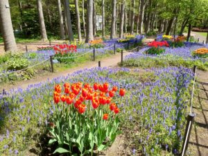 ムスカリの小径