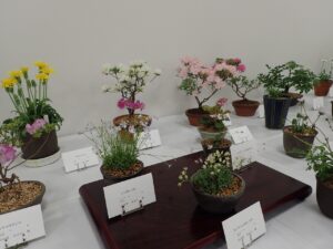 R6山野草展　小ぶりの焼き鉢の中で咲く山野草