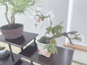 アポイザクラの盆栽