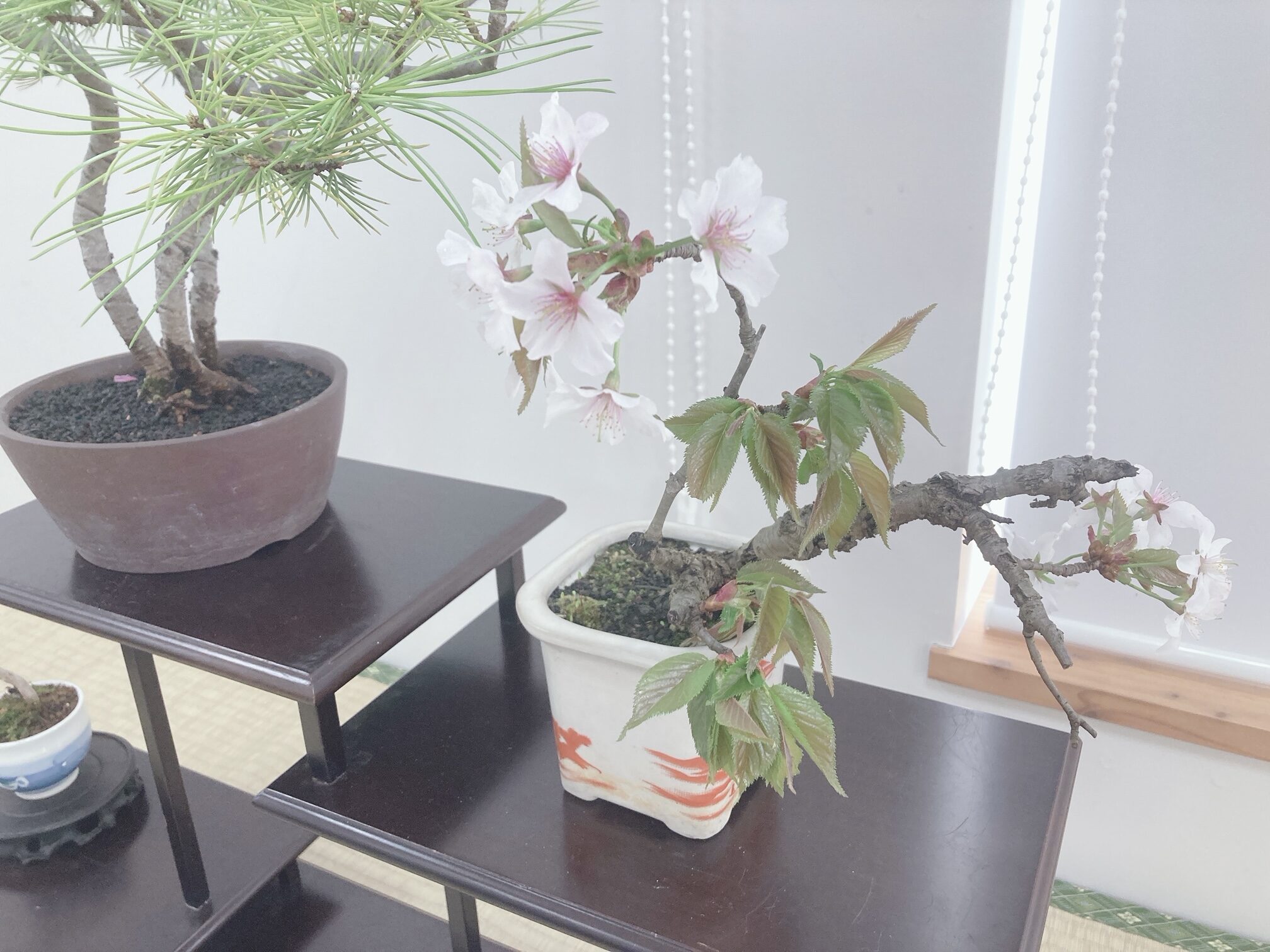 5月3日より「春の風流盆栽展」 | 豊平公園 - 札幌市公園緑化協会