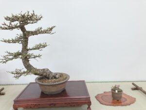 カラマツとバイカカラマツの1席