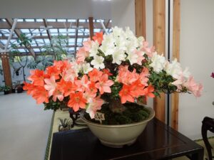 一つの大型のさつき盆栽に白、薄いオレンジ色、朱色と色々葉色の花が咲いている