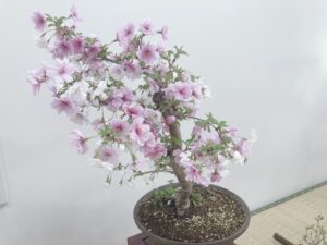 イッサイウメの盆栽