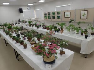 R6山野草展全景