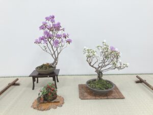 エゾムラサキツツジの白