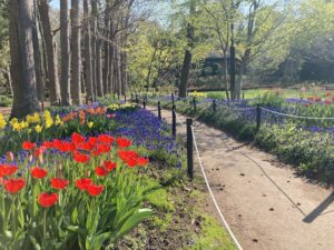 ムスカリの小径のチューリップ