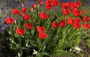 クリスタルビューティ