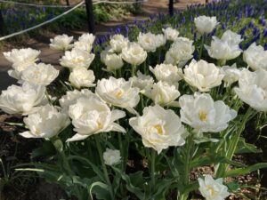 チューリップ　ポップコーン