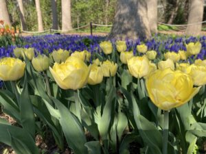 チューリップ　シークレットパフューム