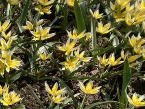 原種チューリップ　タルダ