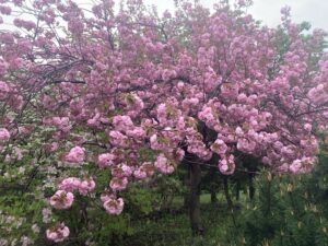 ヤエザクラ見頃