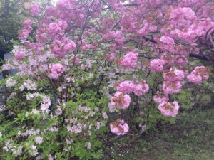 クロフネツツジ