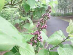 ライラックつぼみ