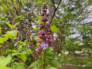 ライラック1輪だけ咲く