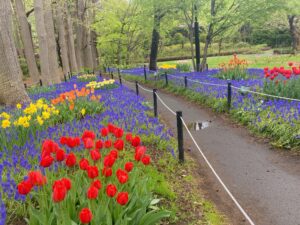 ムスカリの小径チューリップ見頃