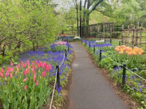 ムスカリの小径のようす