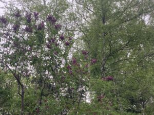 遊具広場のライラック