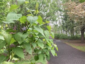 ライラックの花