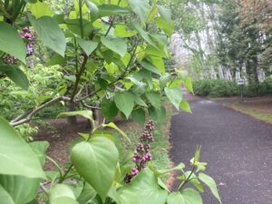 つぼみのライラック