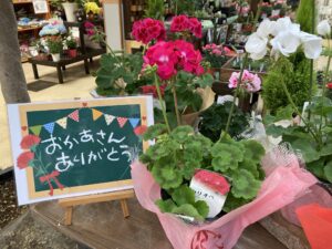 プレゼント用ゼラニウム鉢