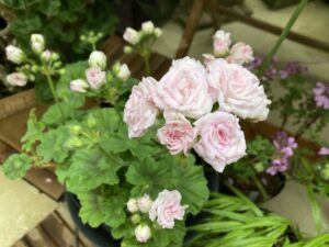 ゼラニウム　ミルフィールローズ