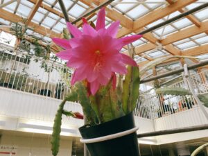 クジャクサボテン