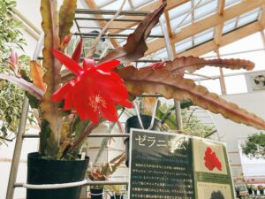 赤いクジャクサボテン