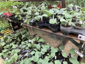 八紘学園の野菜苗