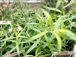 フレンチタラゴン