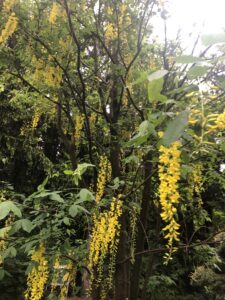 芝生広場のキングサリ