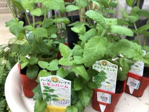 レモンバームとアップルミントの苗