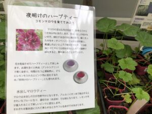 コモンマロウハーブティの説明