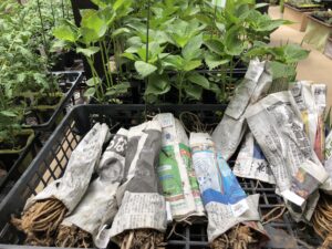 アスパラバイトル