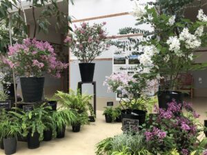 遅咲きライッラックのミニ展示