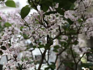 スマイルカホ　ラッキーライラック