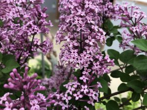 ホシクズ　ラッキーライラック