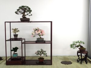 専用の棚に飾られた小品盆栽たち