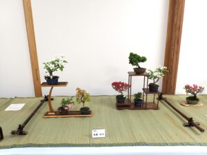 ツツジ類やリンゴ類などの商品盆栽